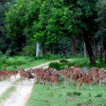 Wildlife Safari at Nagarhole National Park in Kabini